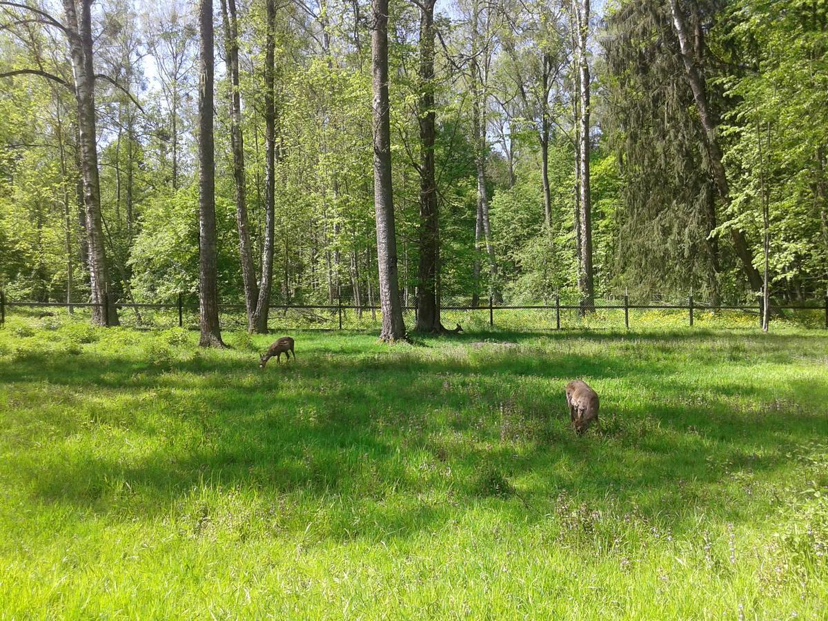 Гостьовий будинок Cztery Pory Roku Біловежа Екстер'єр фото